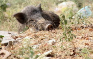 Afrikinis kiaulių maras jau Biržų rajone