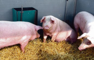 Kiaulių augintojų alternatyvos nevilioja