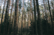 Miško valdymo gidas: nuo priežiūros iki vertės nustatymo