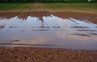 Nuo lietaus sukeltų nuostolių kenčiantiems ūkininkams – force majeure pažymos