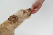 Kokie yra svarbiausi šunų sauso pašaro privalumai?