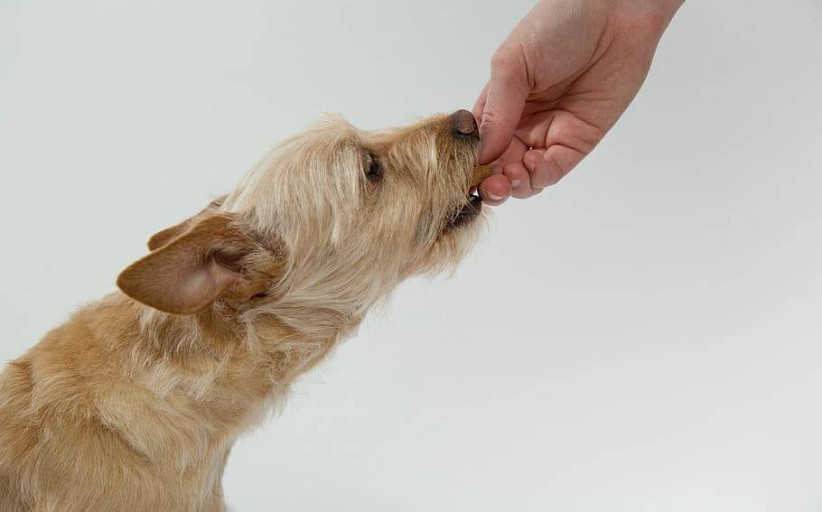 Kokie yra svarbiausi šunų sauso pašaro privalumai?