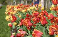 VDU Botanikos sode prasideda didysis tulpių žydėjimas