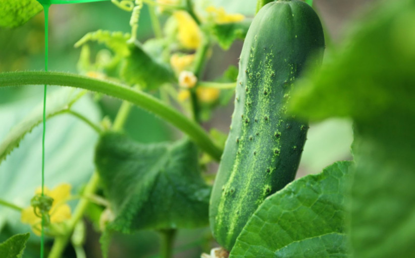 Dietologė atsakė į amžinai kamuojantį klausimą: kas geriau – rauginti ar marinuoti agurkai?