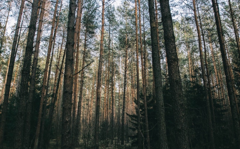 Miško valdymo gidas: nuo priežiūros iki vertės nustatymo