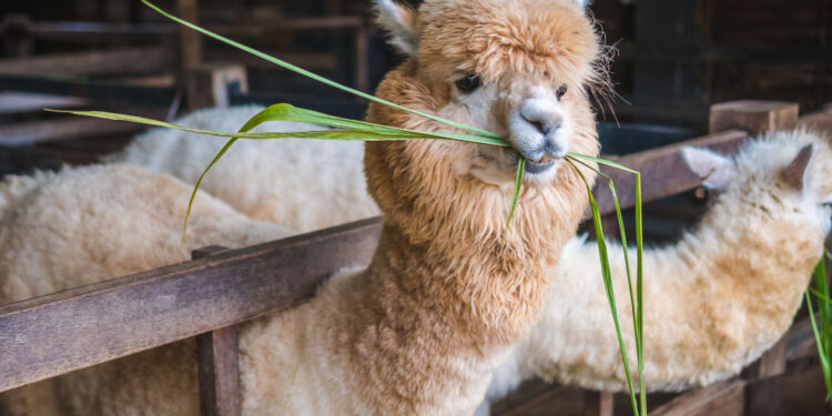Alpakos | freepik