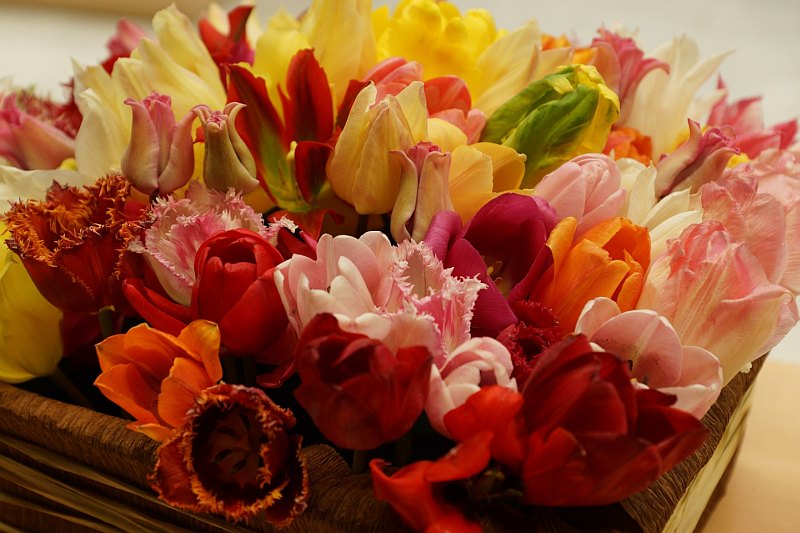 Pavasariška šventė – tulpių parodos atidarymas