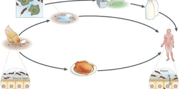 Dažniausia bakterinės kilmės žarnyno infekcija – kampilobakteriozė