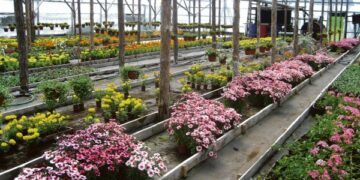 Gėlėms reikia žmogaus gerumo