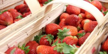 Skubėkime pasimėgauti paskutinėmis braškėmis