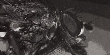 Pristatoma knyga apie sunkios liginos įveikimo patirtį