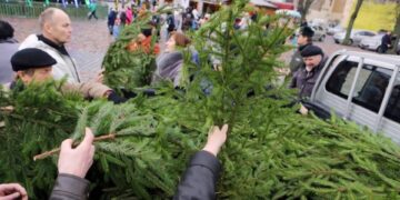 Miškininkai nemokamai dalins eglės šakas