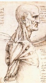 Leonardo_da_Vinci_-_Anatomical_studies_of_the_shoulder_-_WGA12824