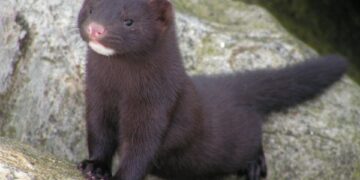 Švelniakailių žvėrelių veisimas ir auginimas Panevėžio rajone