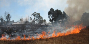 Deginsi žolę – būsi nubaustas