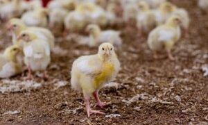 Ar tikrai „kaimiška“ višta yra sveikesnė?