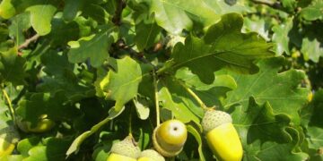 Radviliškyje, Eibariškių mikrorajone, bus sodinamas Lietuvos valstybės atkūrimo šimtmečio ąžuolynas