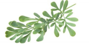 Rūtos simbolinės prasmės mūsų tradicinėje kultūroje. Interviu su dr. Jurga Sadauskiene