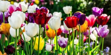 Burbiškio dvare žydinčios tulpės pasaką seks dvi dienas