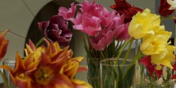 Rinktinių tulpių kolekcija – jau pakeliui