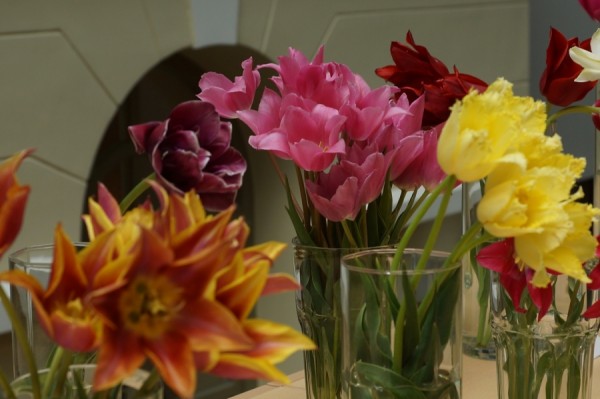 Rinktinių tulpių kolekcija – jau pakeliui