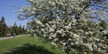 Ar Panevėžyje auga Europos medis?