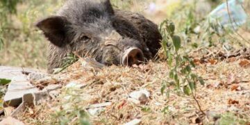 Afrikinis kiaulių maras jau Biržų rajone