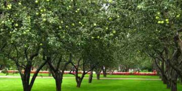 Profesorius pataria: 5 svarbiausi lauko darbai artėjant rudeniui