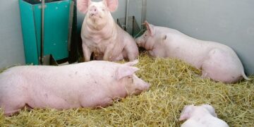 Ar tikrintojų gausa  nepadeda plisti AKM?