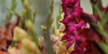 Kardelių parodoje laukia staigmenos