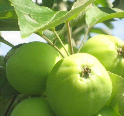 Jurgitos Pazniokaitės nuotr.