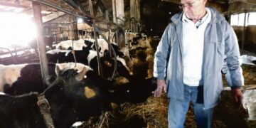 Mažo šeimos ūkio karvutės gali tapti benamėmis