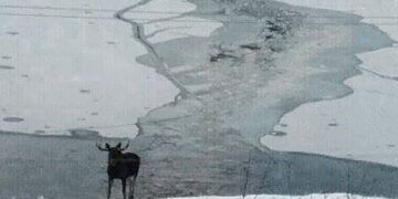 Pirmasis ledas pražūtingas žmonėms, bet ne girių karaliams