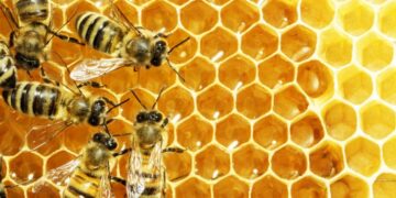 Parama bitininkystės sektoriui