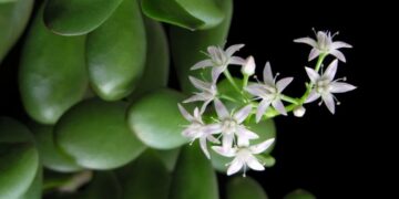 Plečiamas verslo finansavimo priemonių spektras