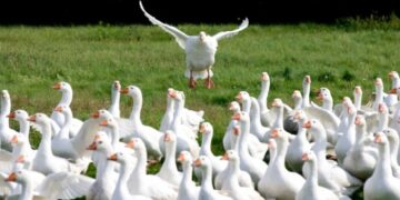 Priimamos paramos paraiškos kompensuoti daliai ūkinių gyvūnų draudimo įmokų