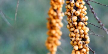 Rimvydo sode karaliauja vaistingieji augalai