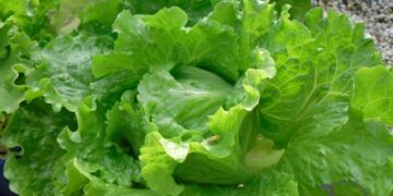 Hidroponika užkariauja augintojų širdis