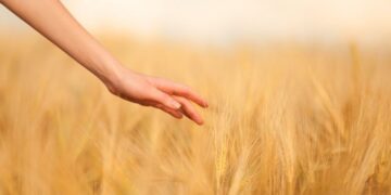 Celiakija – tarsi uždelsto veikimo bomba