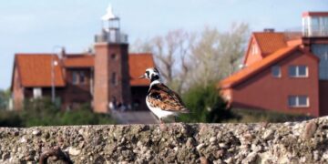 Čiulbanti dangaus dovana