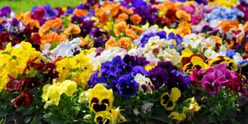 Pirmosios šiemetės dovanos miestui