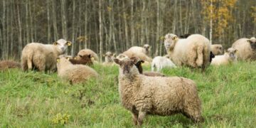 Išsaugoti atviras erdves Kuršių nerijoje – iššūkis