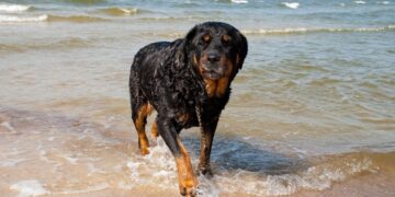 Bus leidžiama paplūdimiuose poilsiauti kartu su gyvūnais