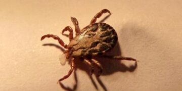 Panevėžio regione užregistruota daugiau Laimo ligos atvejų