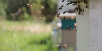 Paramos lėšos jau atkeliavo pas bitininkus