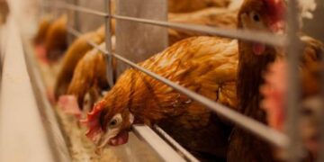 Aptarti dedeklių vištų laikymo, kiaušinių gamybos ir prekybos klausimai