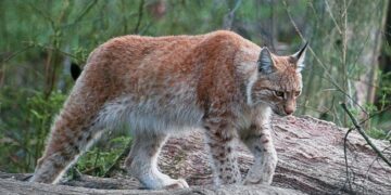 Sulaikyti vyrai, įtariami neteisėta saugomų gyvūnų medžiokle