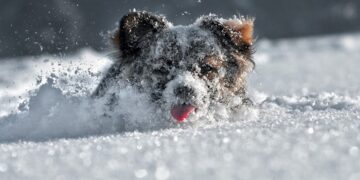 Sinoptiko komentaras