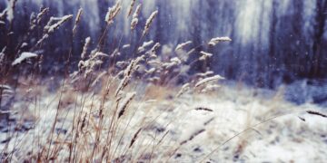 Sinoptiko komentaras