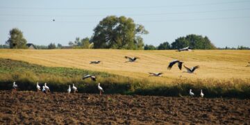 Ant slenksčio – pasėlių deklaravimas. Kas keičiasi?